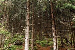 bosque de coníferas de otoño. vista en medio del bosque. morske oko, polonia, europa foto