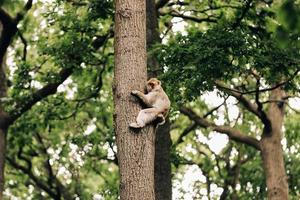 monkey on tree. beautiful monkey crawls on trees. selective focus photo