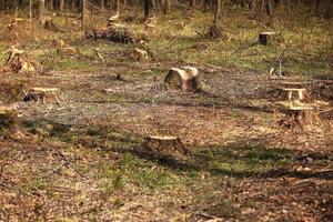 The picture after felling is a lot of stumps of coniferous trees remaining in the ground. stumps after illegal felling. selective focus photo