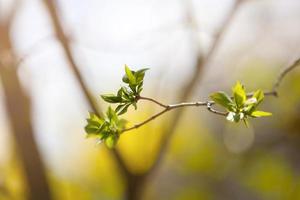 close up of young leaves on tree branch in nature in spring. spring blooming fruit tree in the garden plot. swollen buds on the flowering fruit tree photo