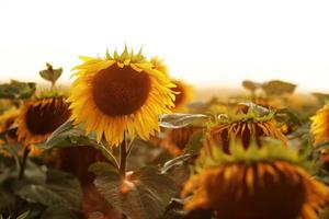 un campo con girasoles al atardecer. Fondo o papel tapiz de girasoles naturales. enfoque selectivo. copie el espacio foto