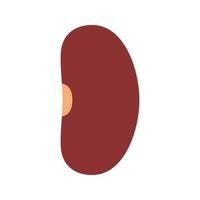 Kidney Bean isolated on white background vector