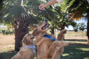 Person playing with dogs photo