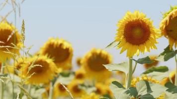 schöne natürliche Pflanzensonnenblume im Sonnenblumenfeld am sonnigen Tag video