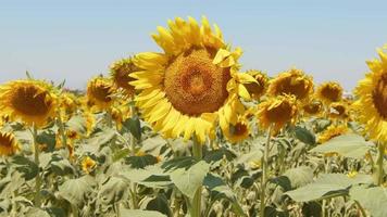 belle plante naturelle tournesol dans le champ de tournesol en journée ensoleillée video