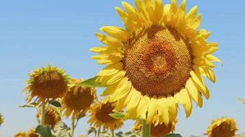 mooie natuurlijke plant zonnebloem in zonnebloem veld in zonnige dag video