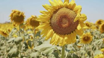 mooie natuurlijke plant zonnebloem in zonnebloem veld in zonnige dag video