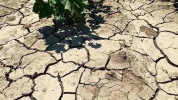 katoenplantveld en de droge gebarsten grond video