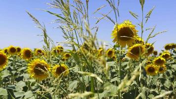 mooie natuurlijke plant zonnebloem in zonnebloem veld in zonnige dag video