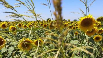 mooie natuurlijke plant zonnebloem in zonnebloem veld in zonnige dag video