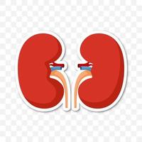 Note sticker with Kidneys, vector