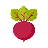 Beetroot isolated on white background vector