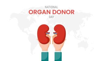 día nacional del donante de órganos con riñones vector