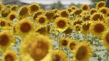 mooie natuurlijke plant zonnebloem in zonnebloem veld in zonnige dag video