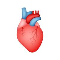 corazón humano aislado sobre fondo blanco vector