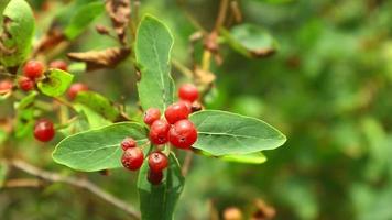 arbusto silvestre con bayas rojas tomadas en verano video