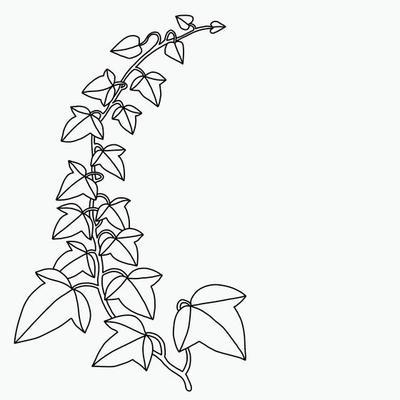 Simplicity ivy freehand drawing flat design.