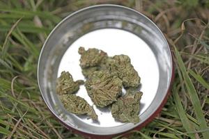 Medical marihuana buds close up background smoking weed photo