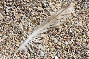 Bird down macro on beach stones background fine art in high quality prints products Canon 5DS - 50,6 Megapixels photo