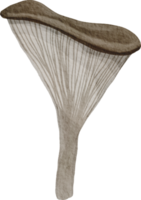 fungo disegnato a mano dell'acquerello png