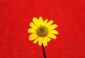 Yellow flower blossom close up botanical background sanvitalia procumbens family compositae high quality big size print photo