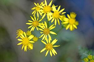 flor de estrella amarilla salvaje macro cincuenta megapíxeles carteles digitales modernos hermosos gráficos jacobaeae viscosa familia asteraceae foto