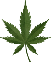 Cannabis or Marijuana Leaf png