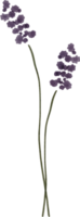 Watercolor Lavender Flowers png