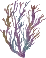 corallo dell'acquerello dell'oceano png
