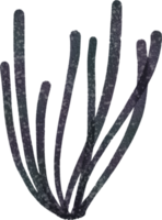 océano acuarela coral png