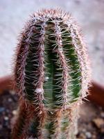 Tropical plants macro cactus and succulents backgrounds wallpapers fine art prints photo