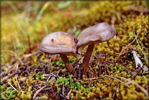 setas de invierno sobre fondo botánico de naturaleza salvaje impresiones de alta calidad foto