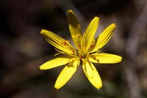 Amazing wild flower Taraxacum background fine art in high quality prints products Canon 5DS - 50,6 Megapixels photo