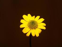 flor amarilla primer plano fondo botánico sanvitalia procumbens familia compositae alta calidad impresión de gran tamaño foto