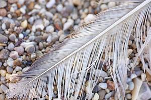 Bird down macro on beach stones background fine art in high quality prints products Canon 5DS - 50,6 Megapixels photo