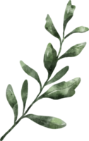 acuarela de hojas verdes png