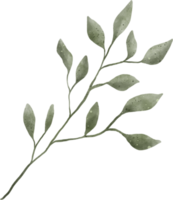 acuarela de hojas verdes png