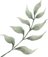 acuarela de hojas verdes png