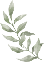 grünes Blatt Aquarell png