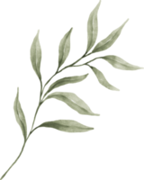 acuarela de hojas verdes png