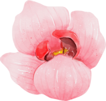 acuarela de flor de orquídea rosa png