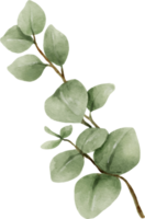 eukalyptus akvarell blad illustration png