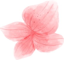 acuarela de flor de orquídea rosa png