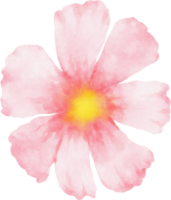 aquarela rosa cosmos flor png