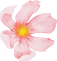 aquarelle de fleur de cosmos rose png