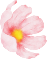 acuarela de flor de cosmos rosa png