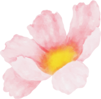 aquarela de flores de cosmos rosa png