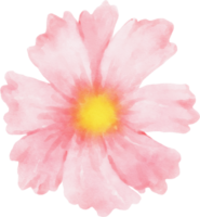 aquarela de flores de cosmos rosa png