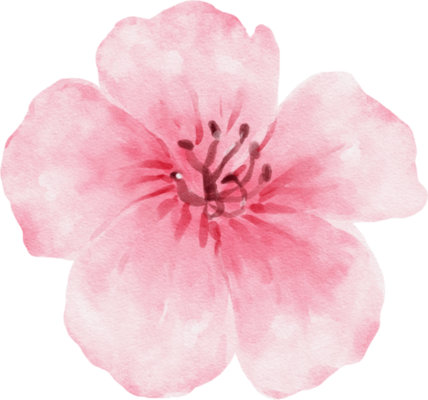 Pink Flowers PNGs for Free Download