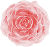aquarelle fleur rose rose png